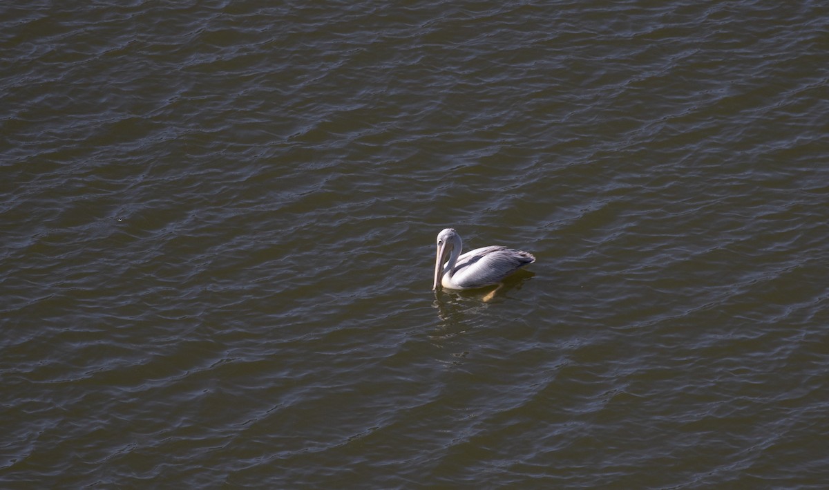 Pink-backed Pelican - ML617974160
