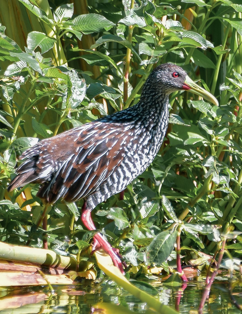 Spotted Rail - ML617974217