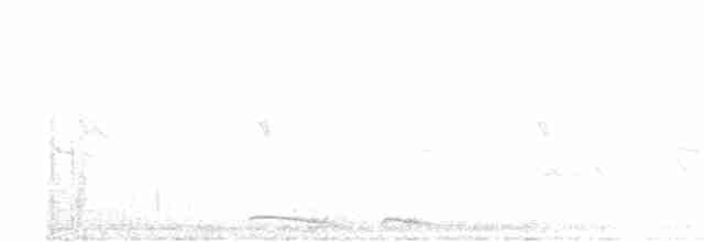 holoubek mexický - ML617974222