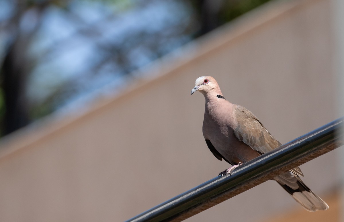 Red-eyed Dove - ML617974246