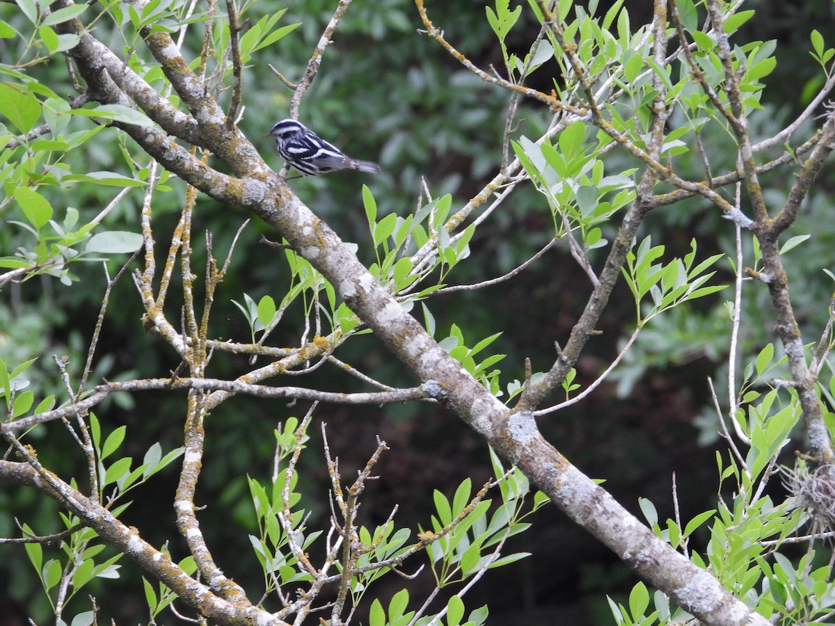Black-and-white Warbler - ML617974254