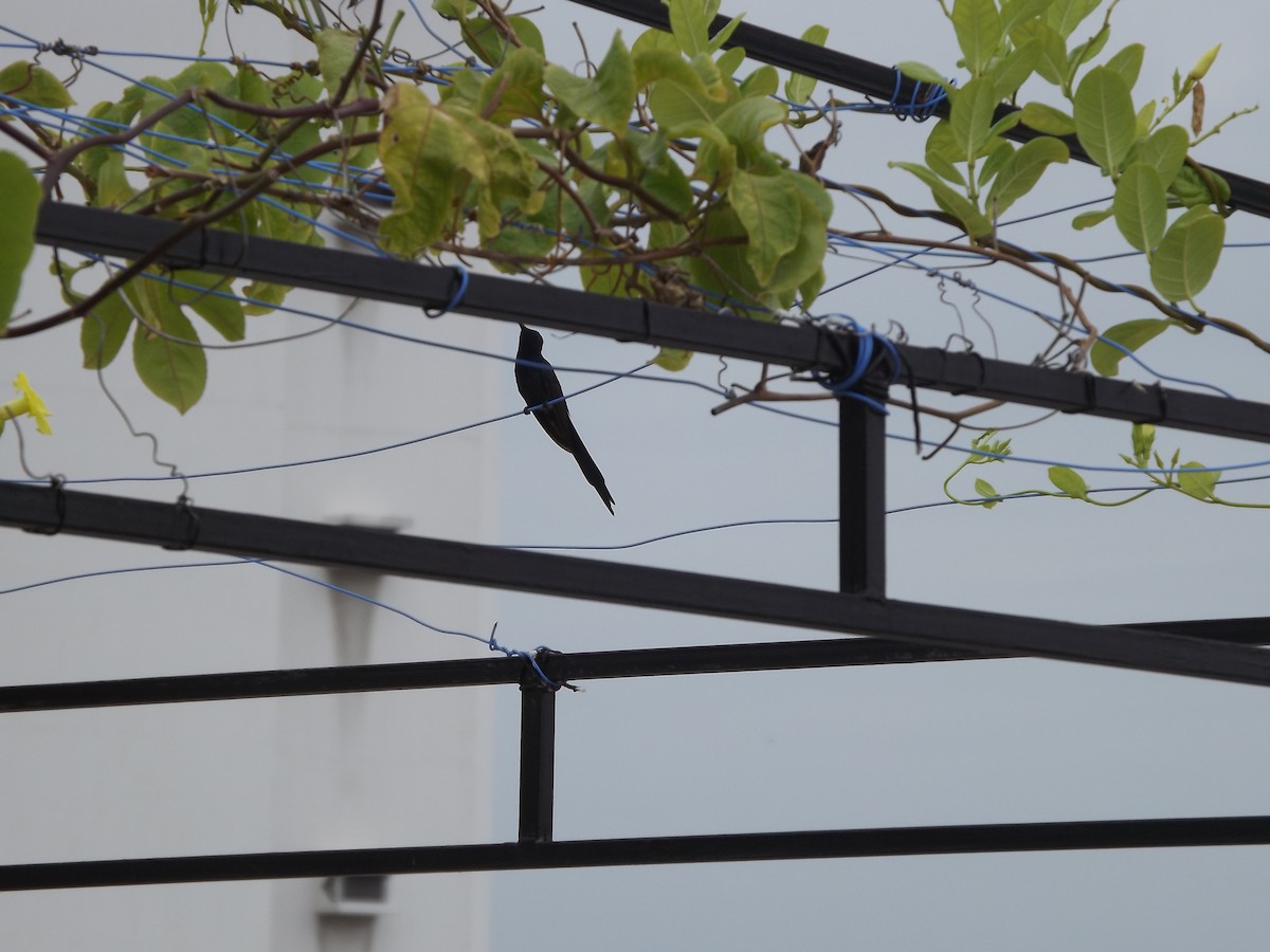 Swallow-tailed Hummingbird - Lincon Simoes