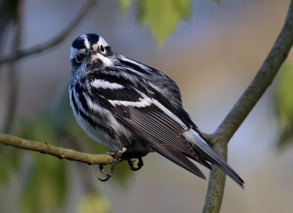 Black-and-white Warbler - ML617974273