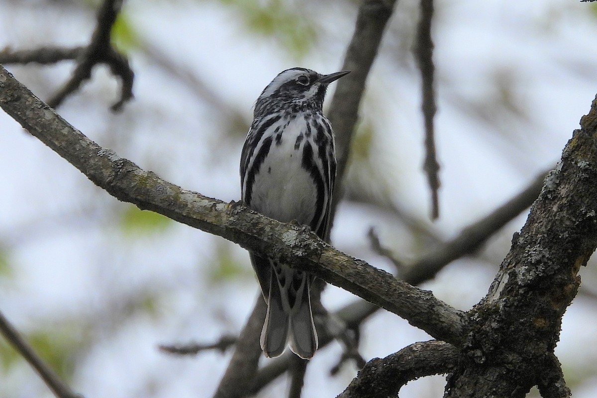 Black-and-white Warbler - Betty Lou Peckham
