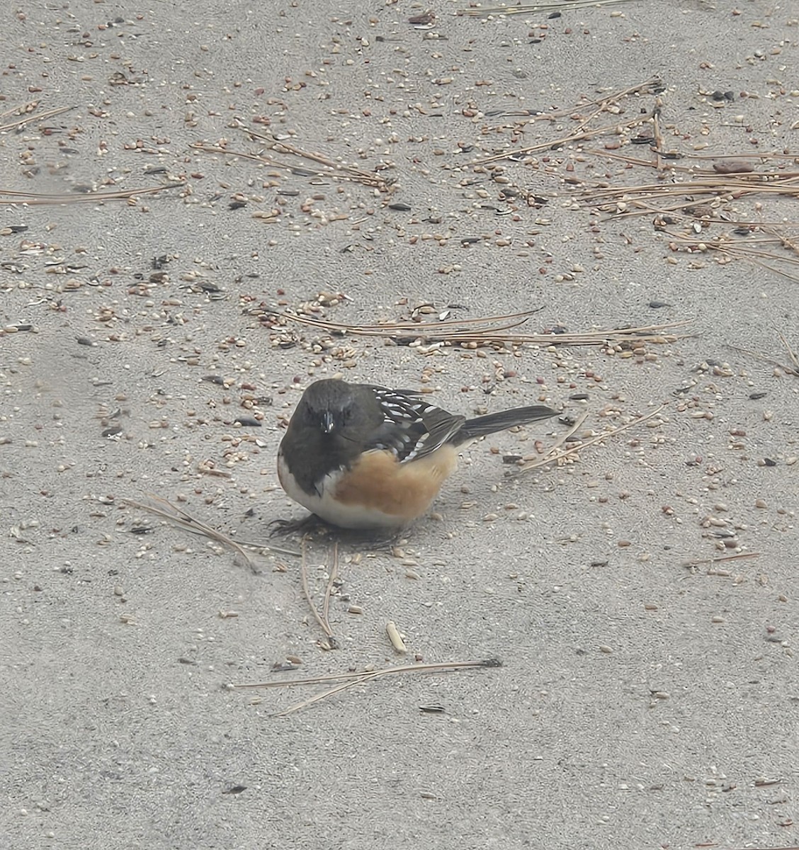Spotted Towhee - ML617974324