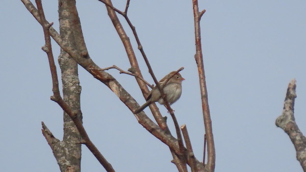 Field Sparrow - ML617974341