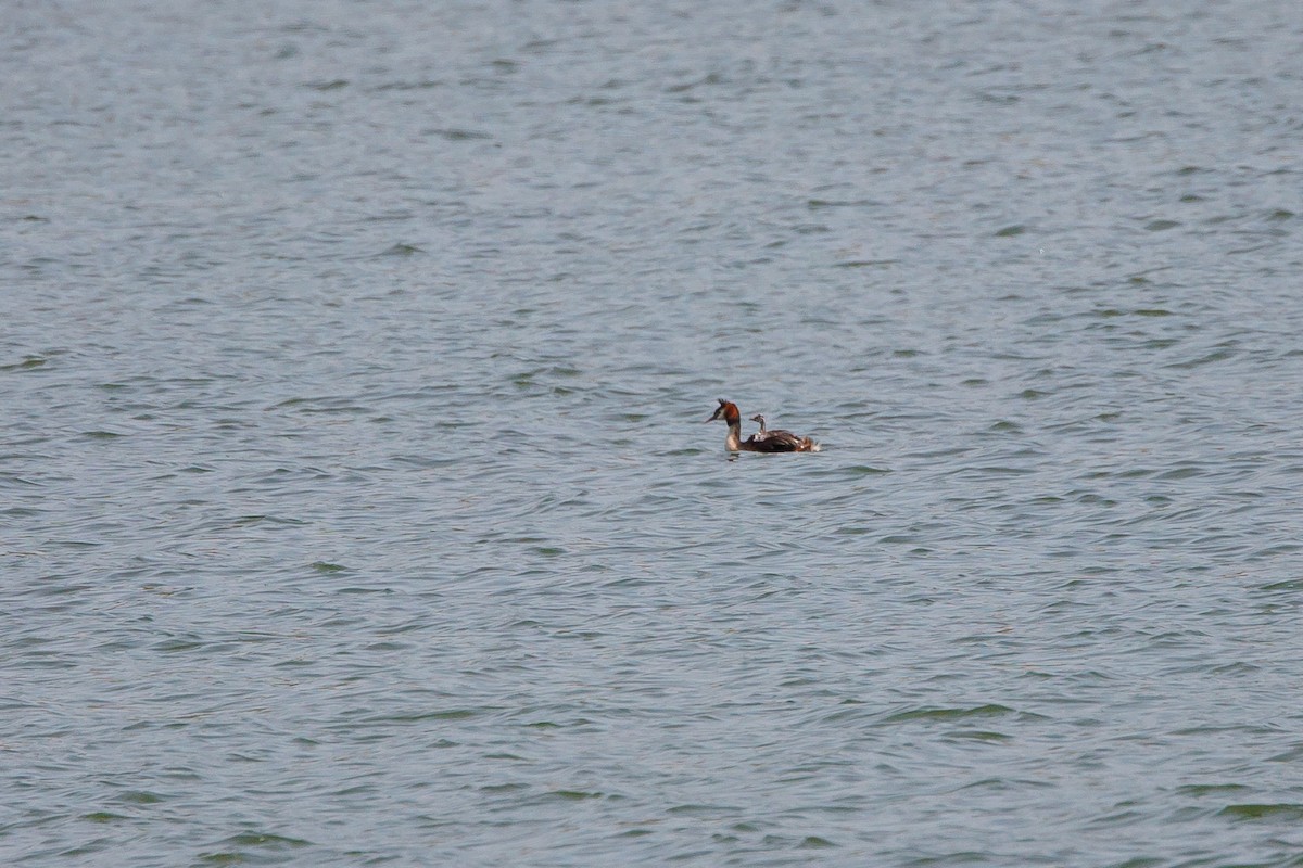 Great Crested Grebe - ML617974353