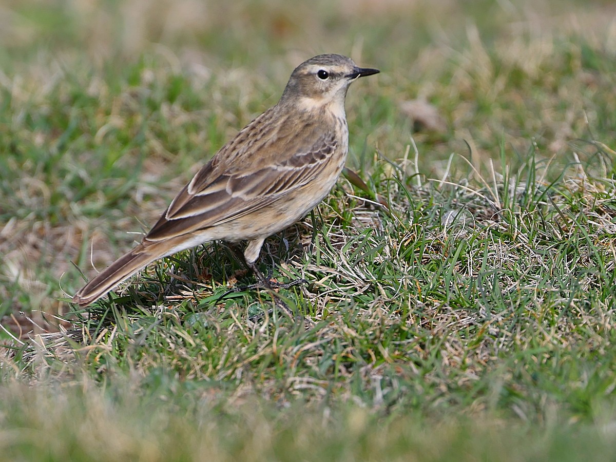 Water Pipit - ML617974400