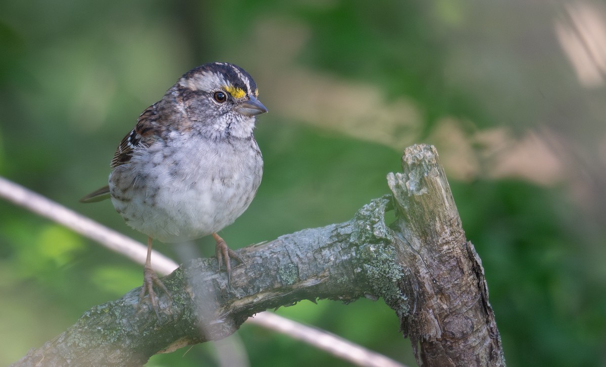 White-throated Sparrow - Kevin Gong
