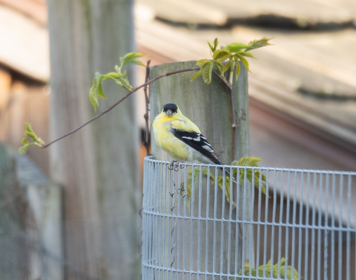 American Goldfinch - Kevin Gong