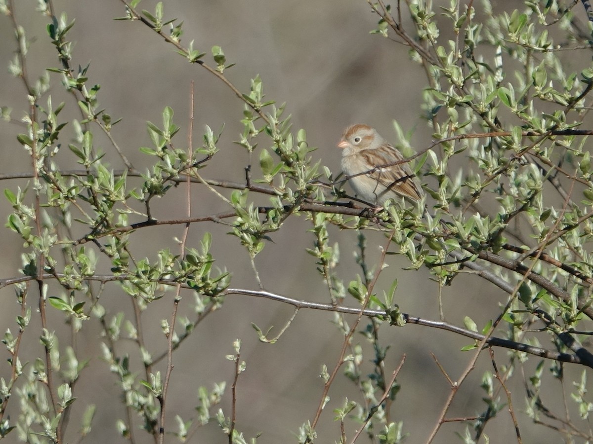 Field Sparrow - ML617974476