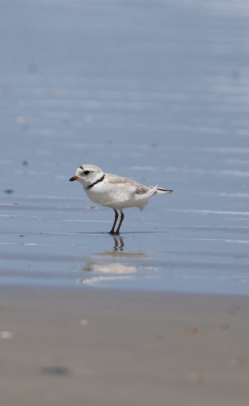 Piping Plover - Angela Gerend