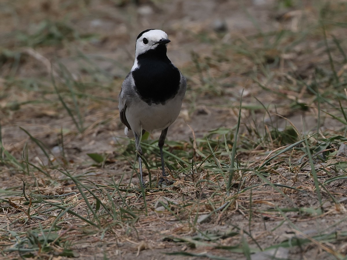White Wagtail (White-faced) - ML617974583