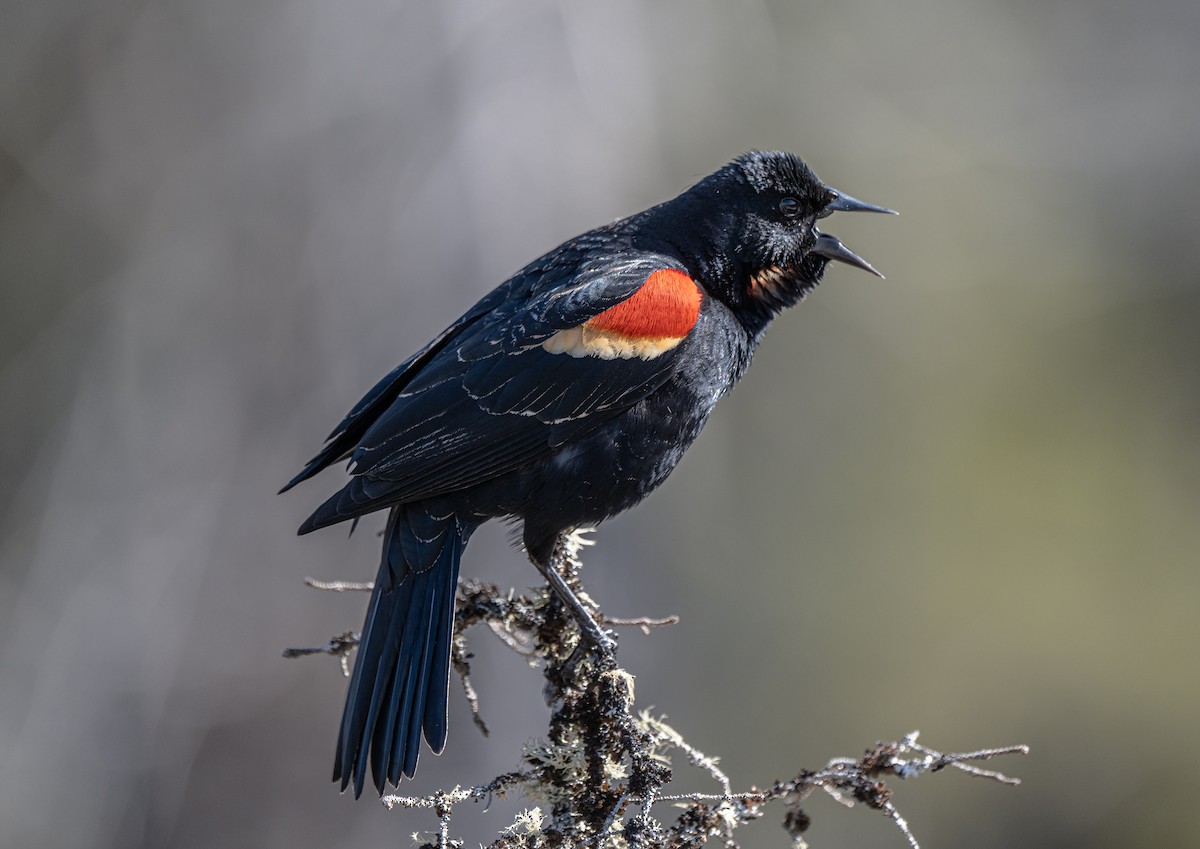 Red-winged Blackbird - ML617974592