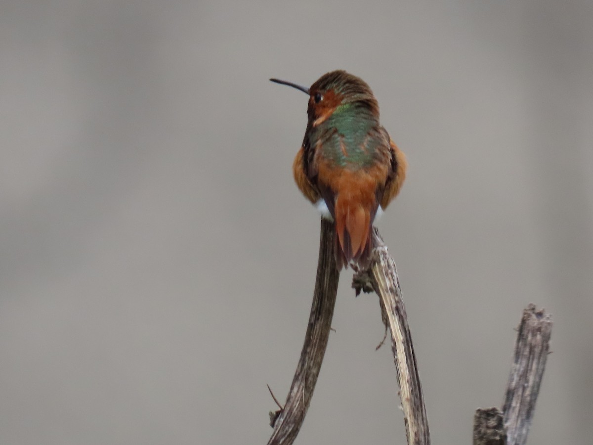 Allen's Hummingbird - ML617974604