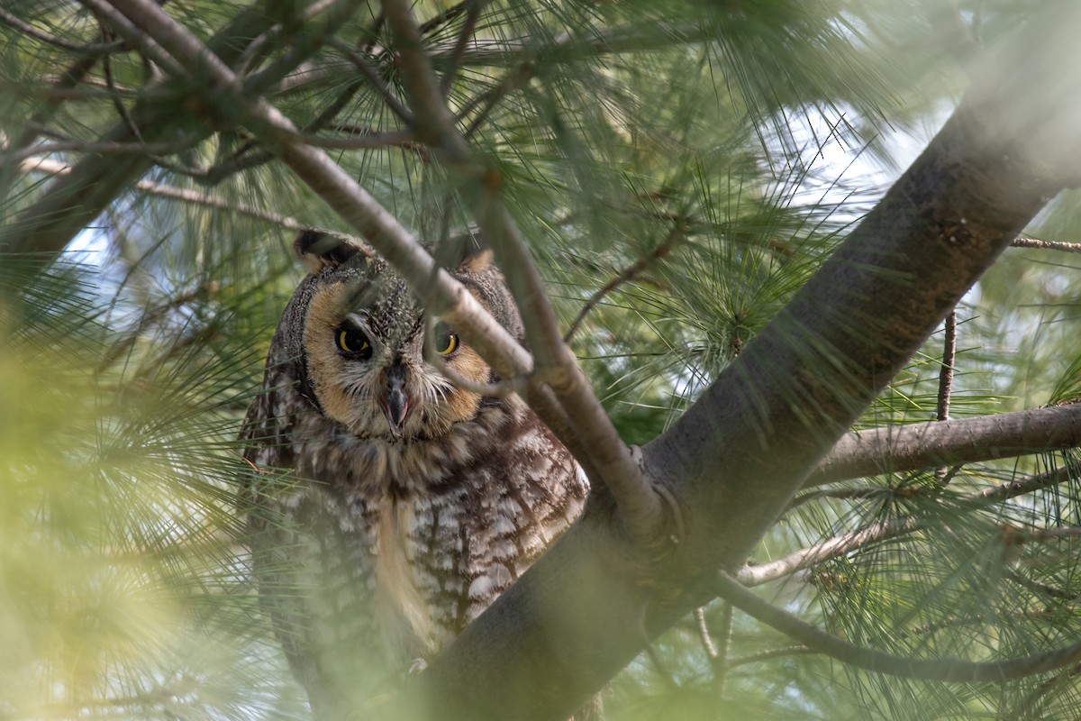 Long-eared Owl (American) - ML617974634