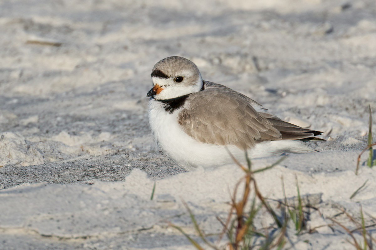 Piping Plover - ML617974648