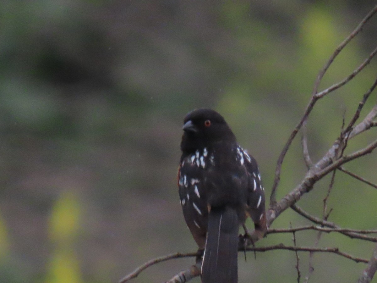 Spotted Towhee - ML617974652