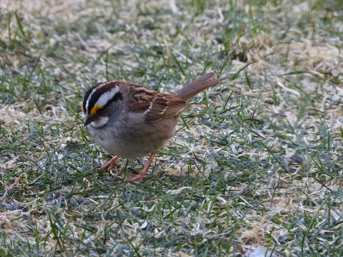 White-throated Sparrow - ML617974656