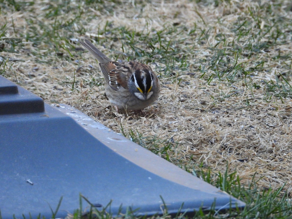 White-throated Sparrow - ML617974657