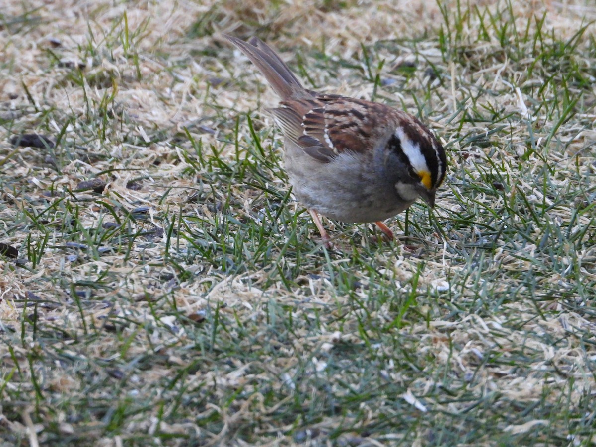 White-throated Sparrow - ML617974659