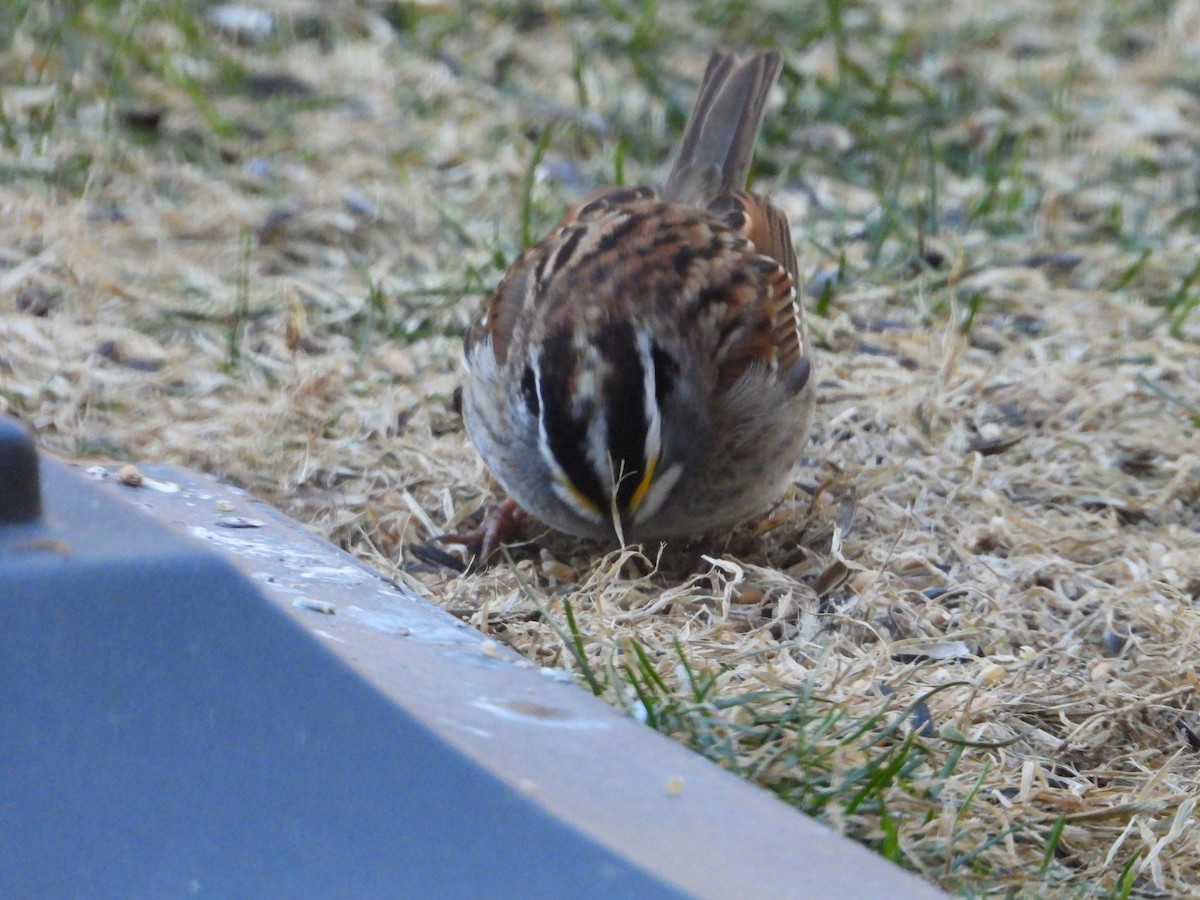White-throated Sparrow - ML617974660