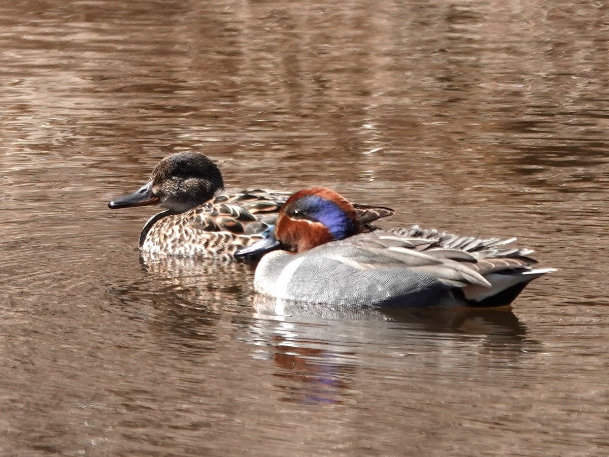 Green-winged Teal - ML617974674