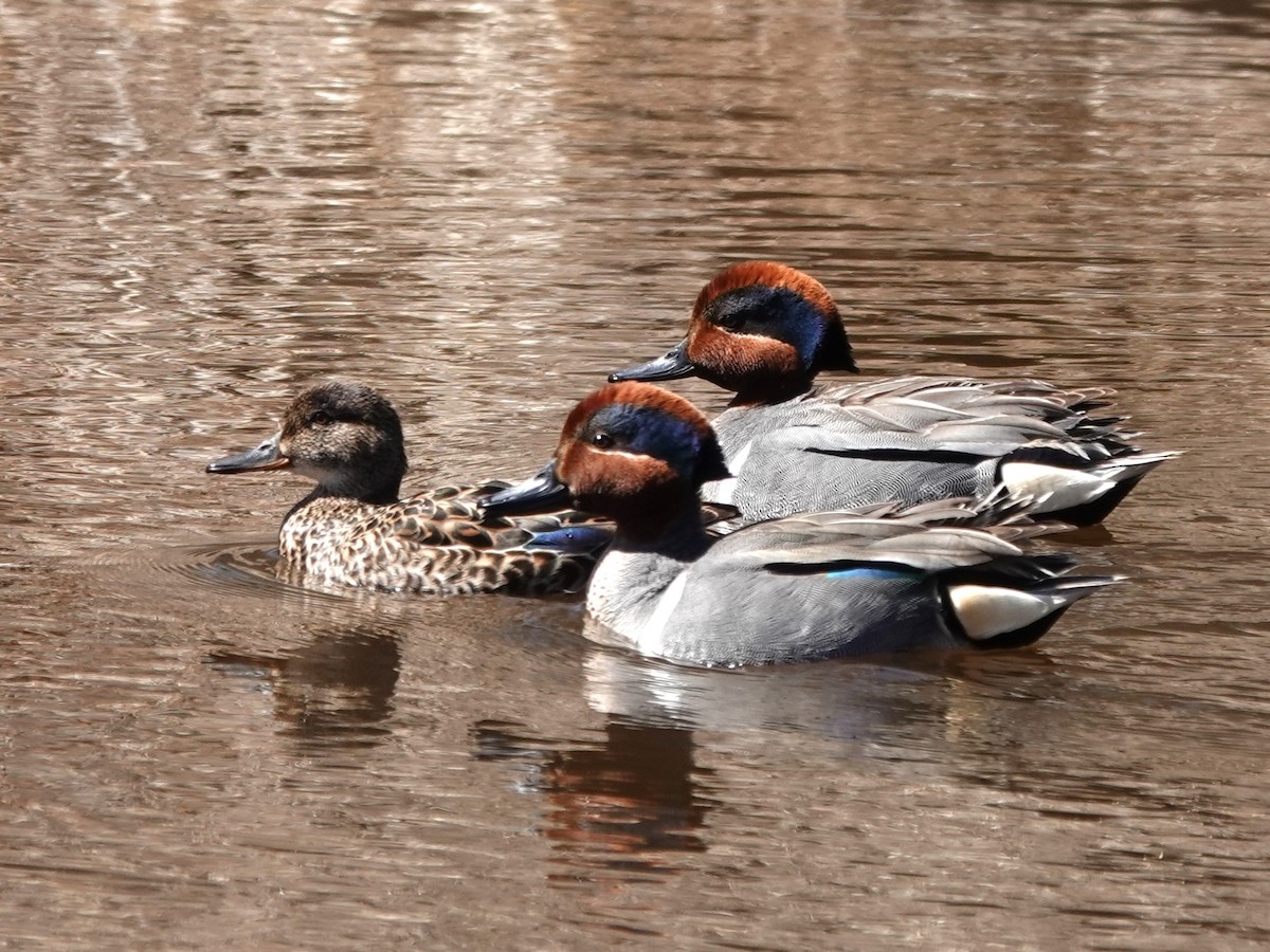 Green-winged Teal - ML617974686
