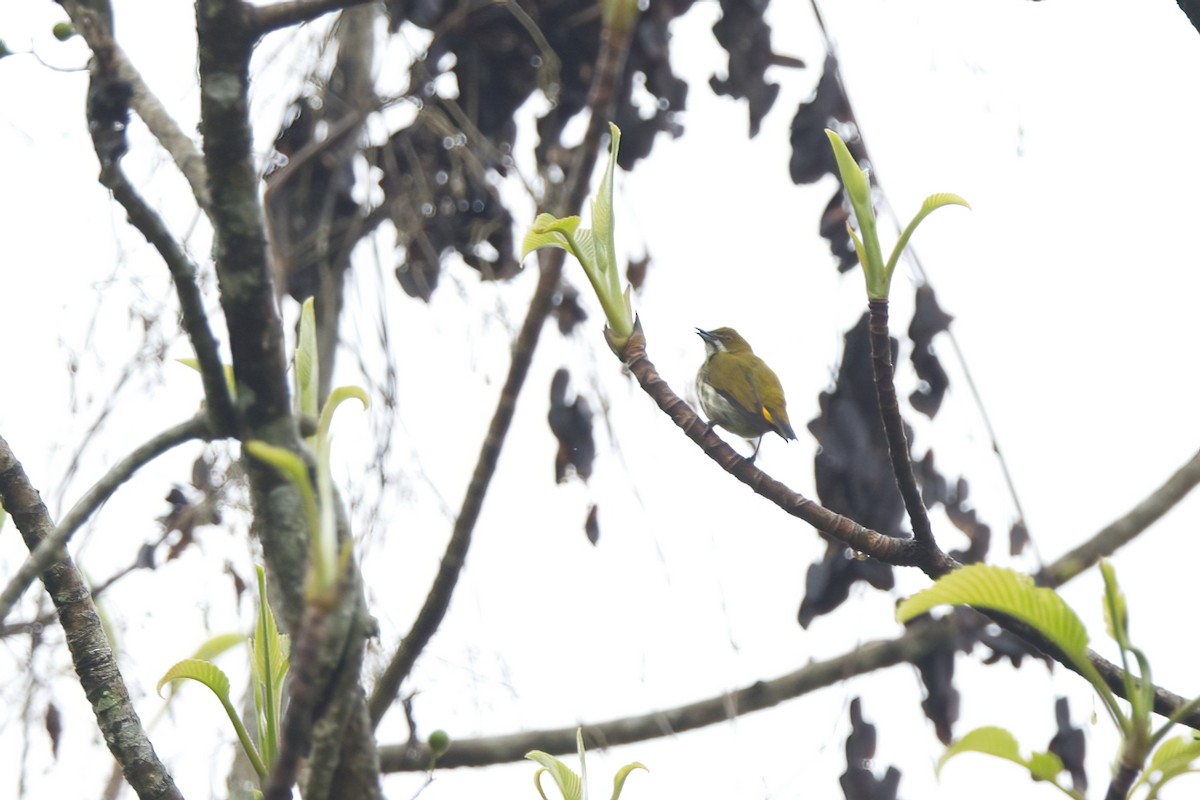 Yellow-vented Flowerpecker - Shekar Vishvanath