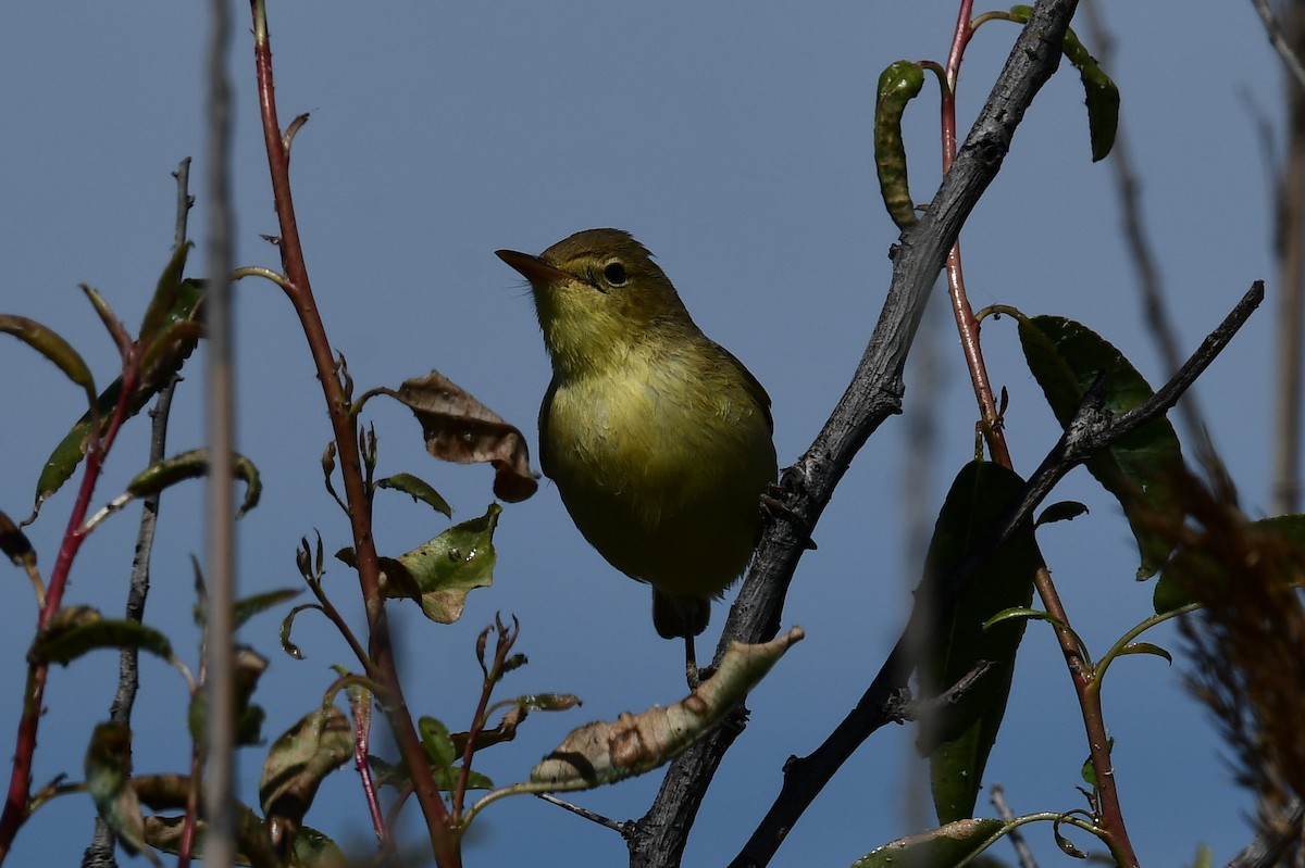 Melodious Warbler - ML617974770