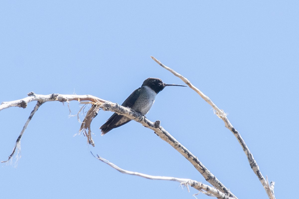 Black-chinned Hummingbird - ML617974840