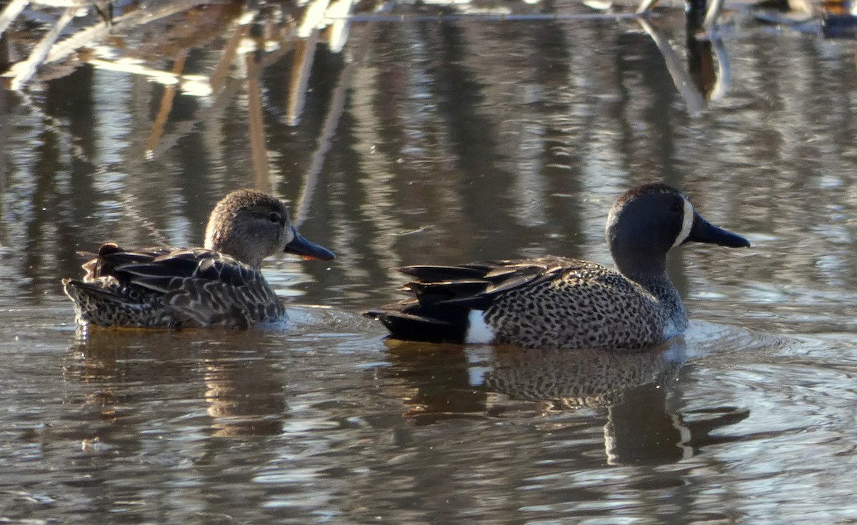 Blue-winged Teal - ML617974862