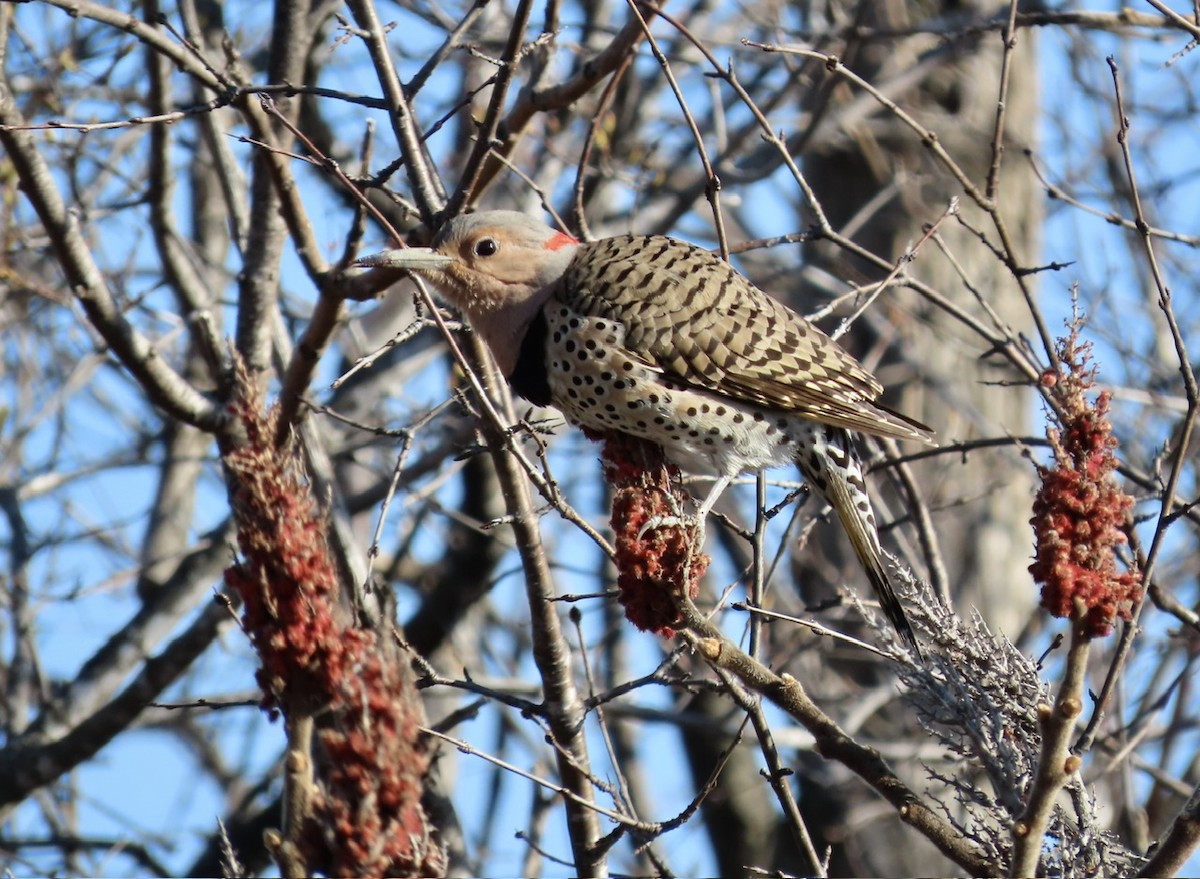 Northern Flicker (Yellow-shafted) - ML617974883