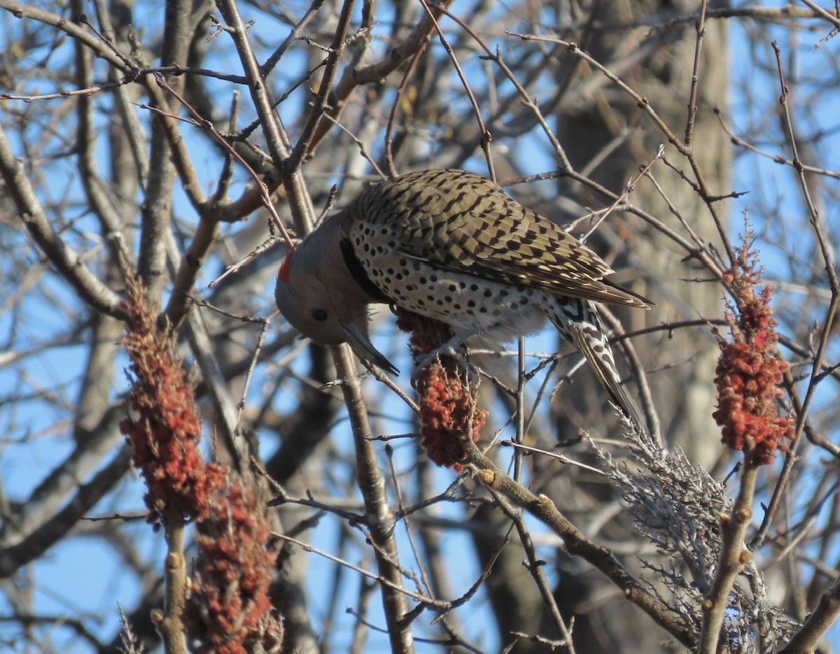 Northern Flicker (Yellow-shafted) - ML617974884