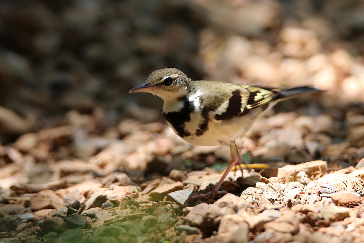 Forest Wagtail - ML617974894