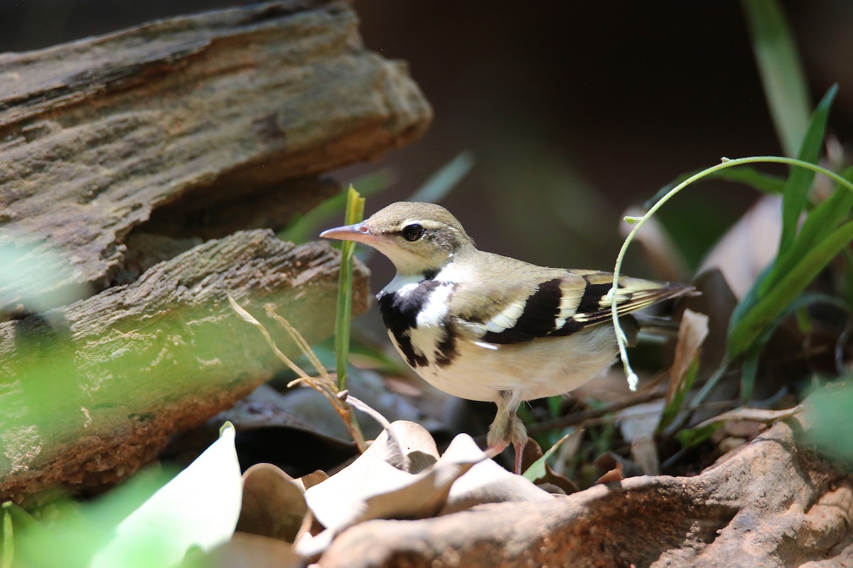 Forest Wagtail - ML617974895
