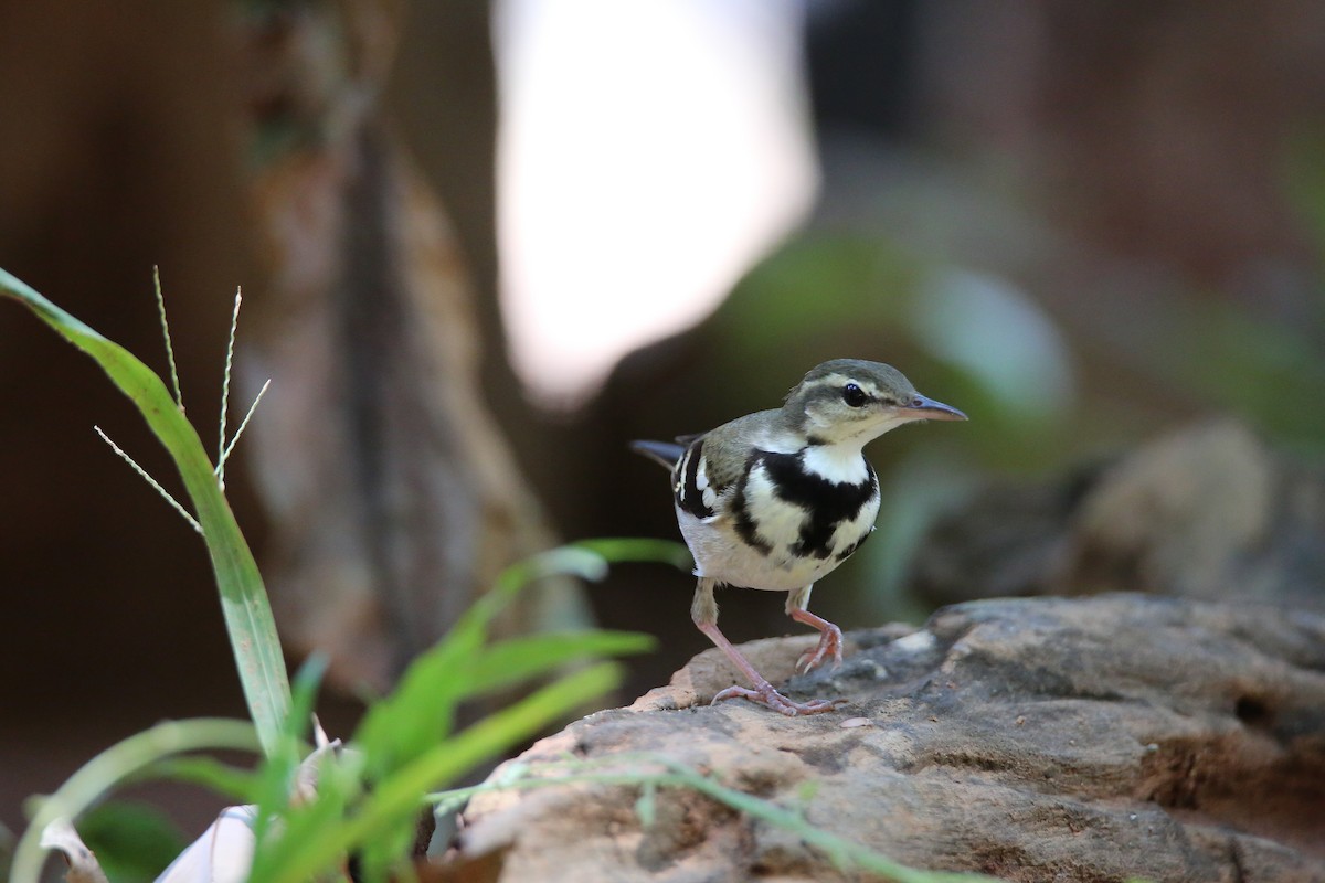 Forest Wagtail - ML617974896
