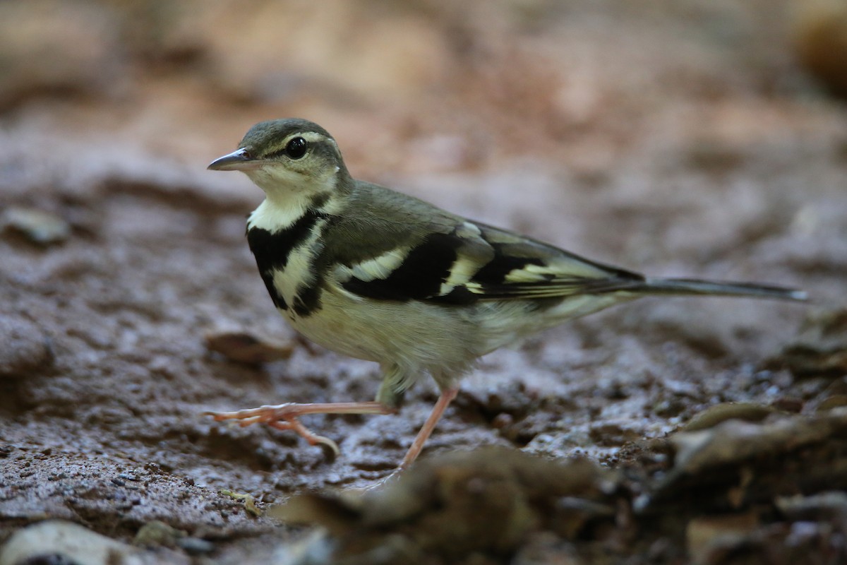 Forest Wagtail - Christian H. Schulze