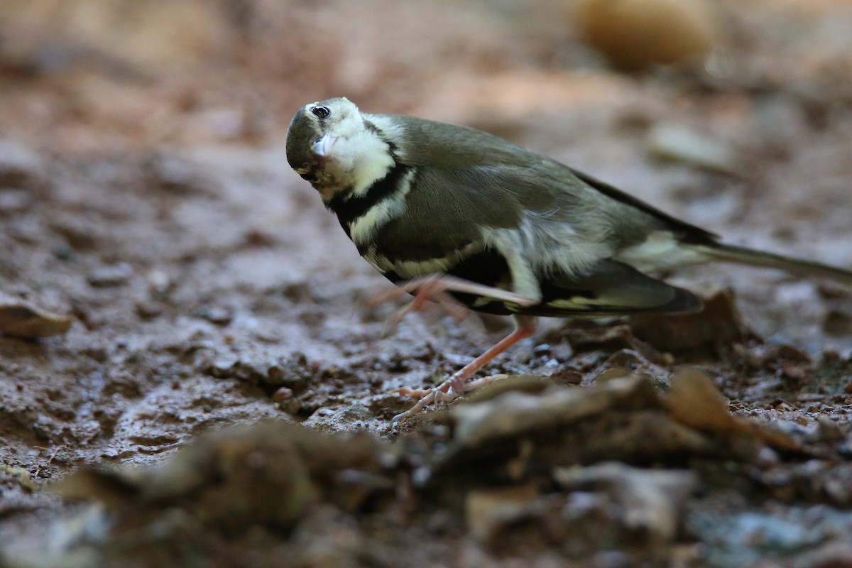 Forest Wagtail - ML617974901
