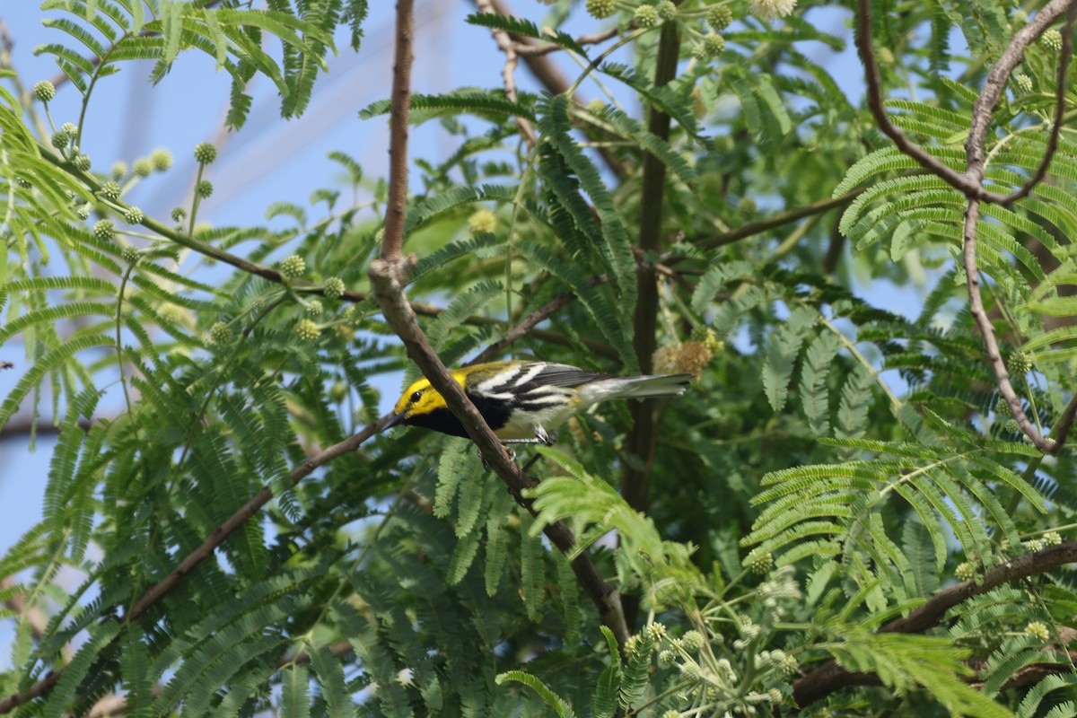 Black-throated Green Warbler - ML617974915