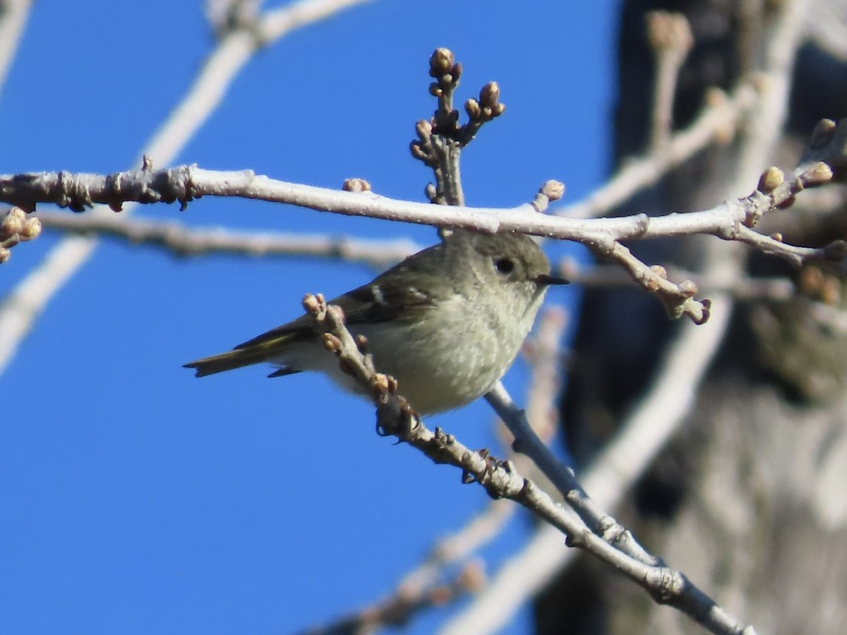 Ruby-crowned Kinglet - Emily Dunning