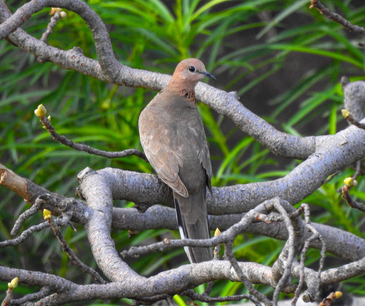 Laughing Dove - ML617974951