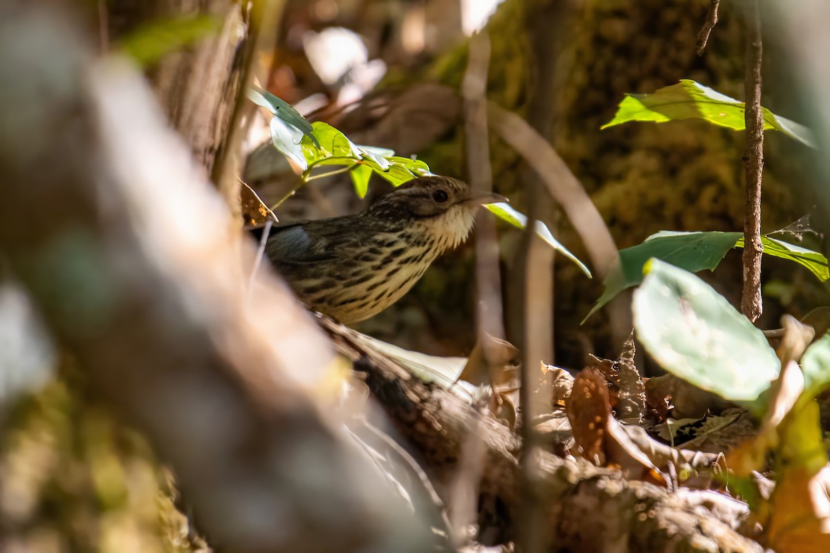 Puff-throated Babbler - Dominic More O’Ferrall