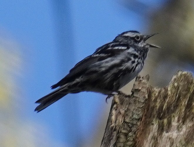 Black-and-white Warbler - ML617974983