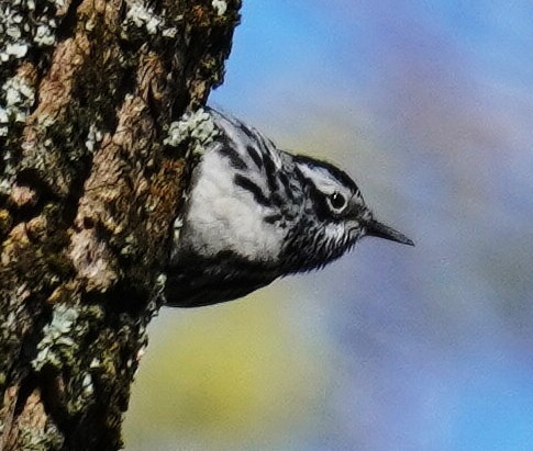 Black-and-white Warbler - ML617974992