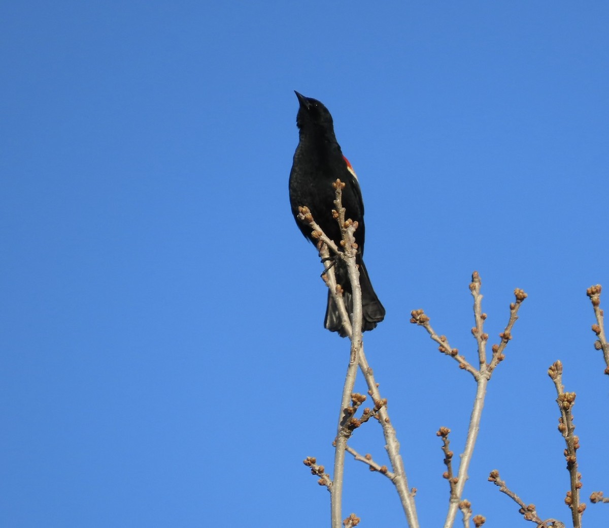 Red-winged Blackbird - ML617975013