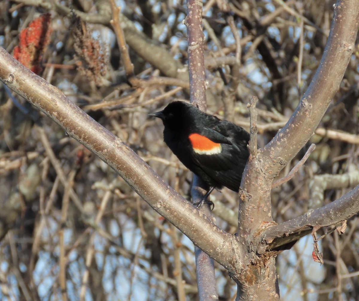 Red-winged Blackbird - ML617975014
