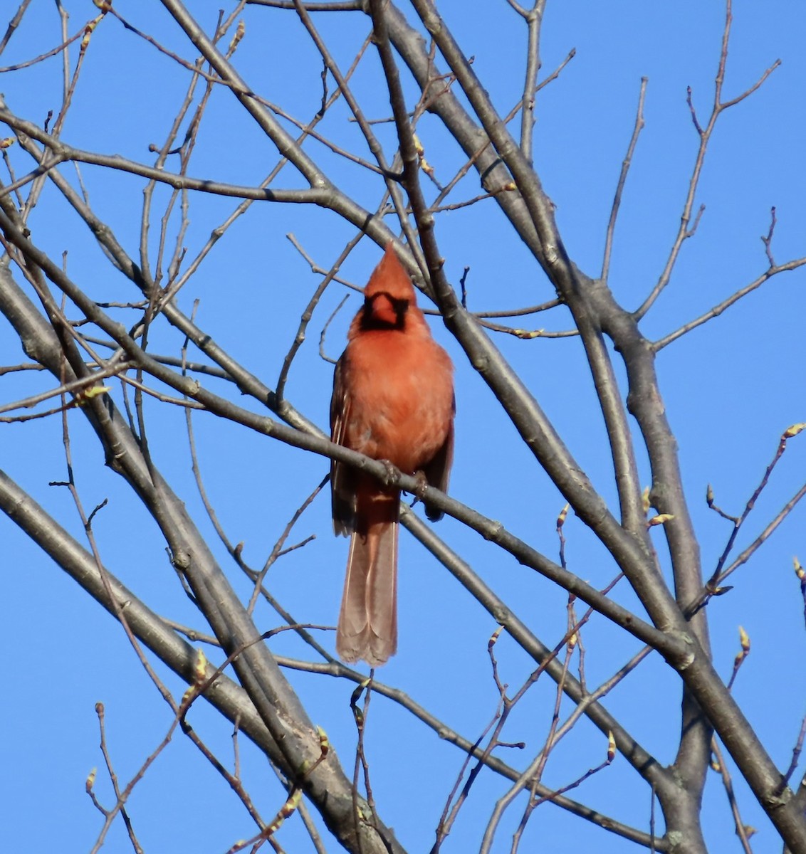 Northern Cardinal (Common) - ML617975033