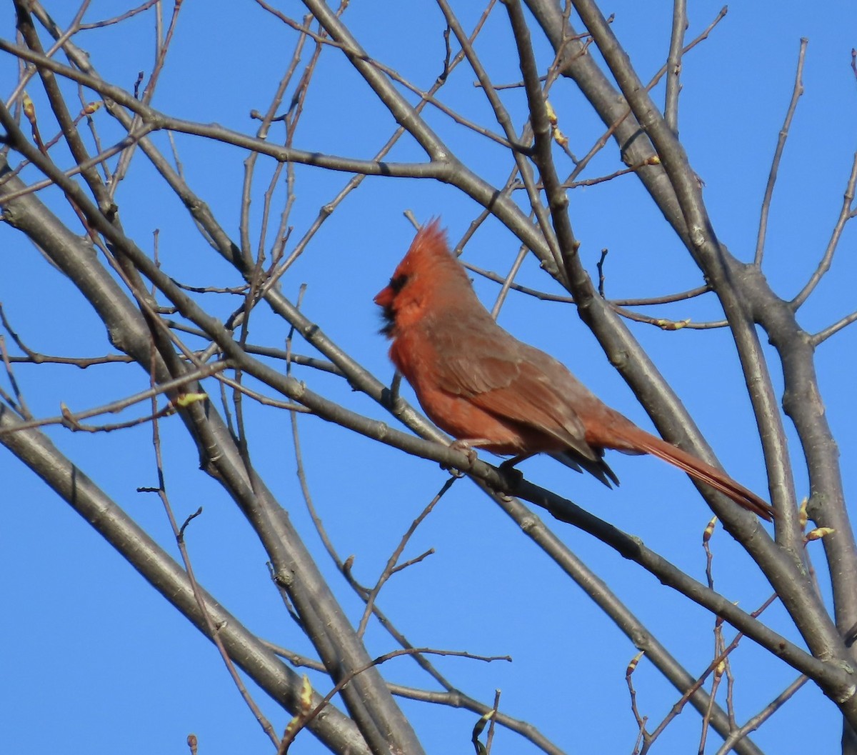 Northern Cardinal (Common) - ML617975034