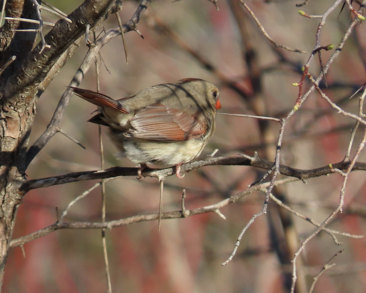 Northern Cardinal (Common) - ML617975035